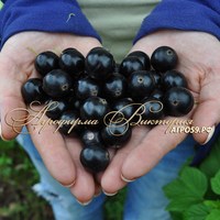 Смородина СЛАДКАЯ ЖЕМЧУЖИНА (Беларусь) (КРУПНОМЕР! ОГРОМНЫЙ КУСТ, УРОЖАЙ В ГОД ПОСАДКИ) Смородина СЛАДКАЯ ЖЕМЧУЖИНА (Беларусь) (КРУПНОМЕР! ОГРОМНЫЙ КУСТ, УРОЖАЙ В ГОД ПОСАДКИ)